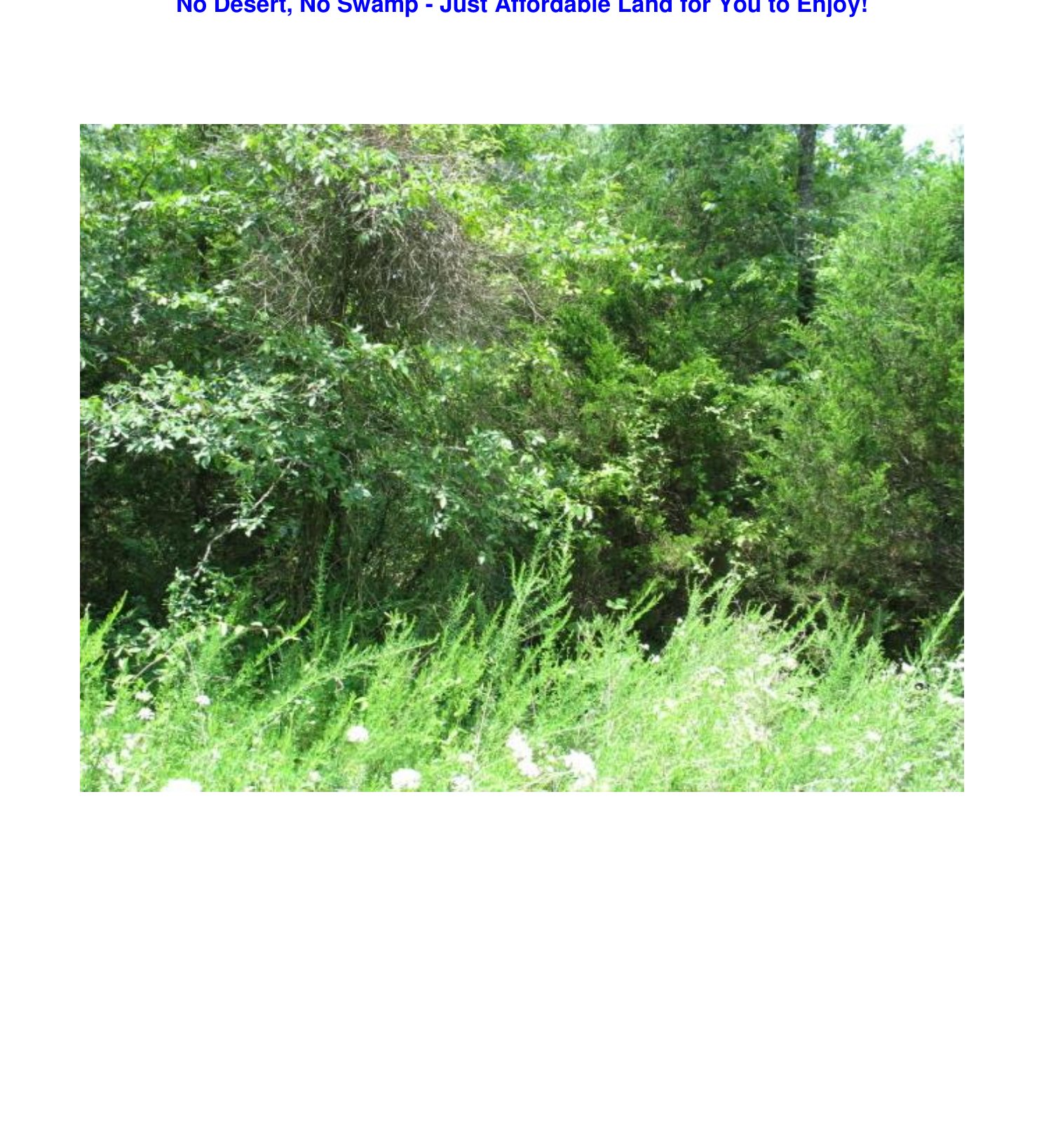 Das Grundstück – natürliche Vegetation